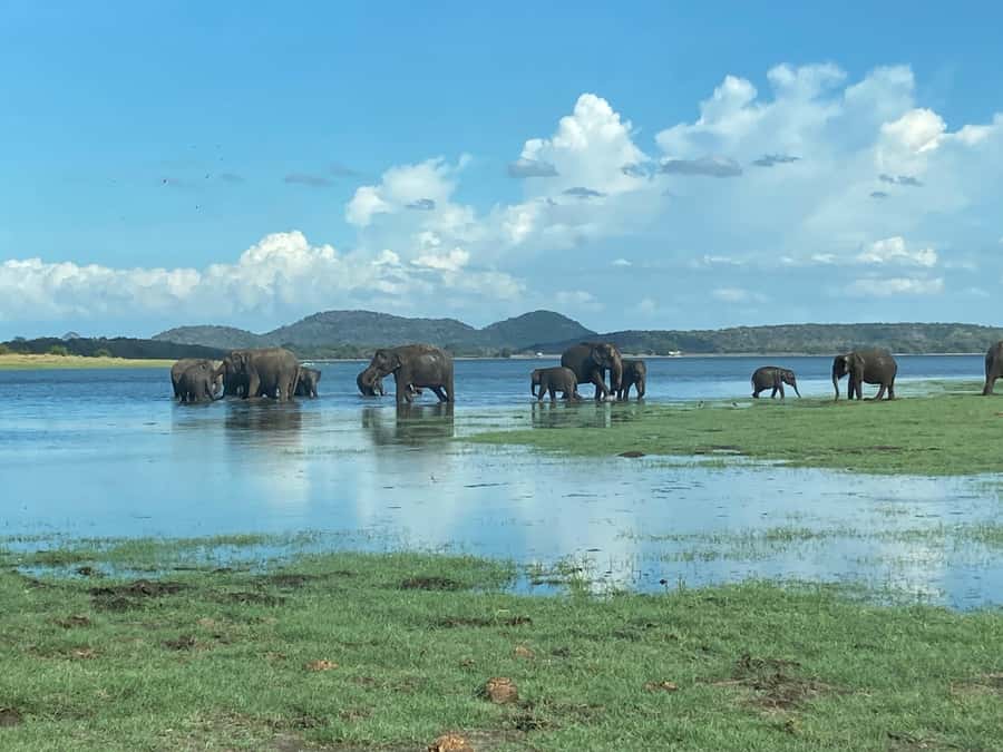 Minneriya National Park 4x4 jeep Safari Include Entrance Fee - A private jeep makes the safari easier