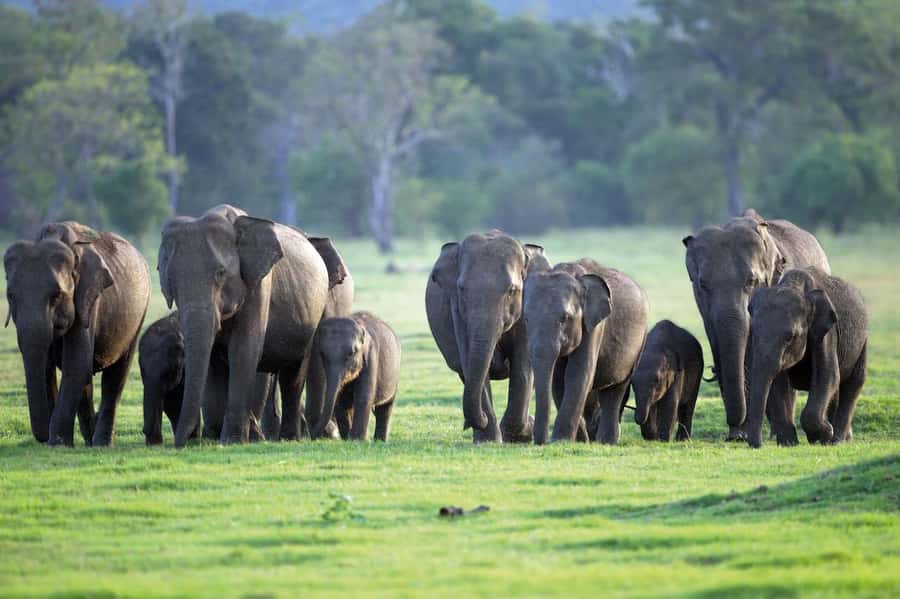 Minneriya National Park 4x4 jeep Safari Include Entrance Fee - At the park entrance, the paperwork is already handled