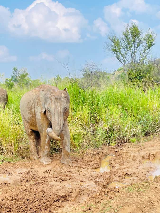 Minneriya National Park 4x4 jeep Safari Include Entrance Fee - Three habitats, three different ways to watch wildlife