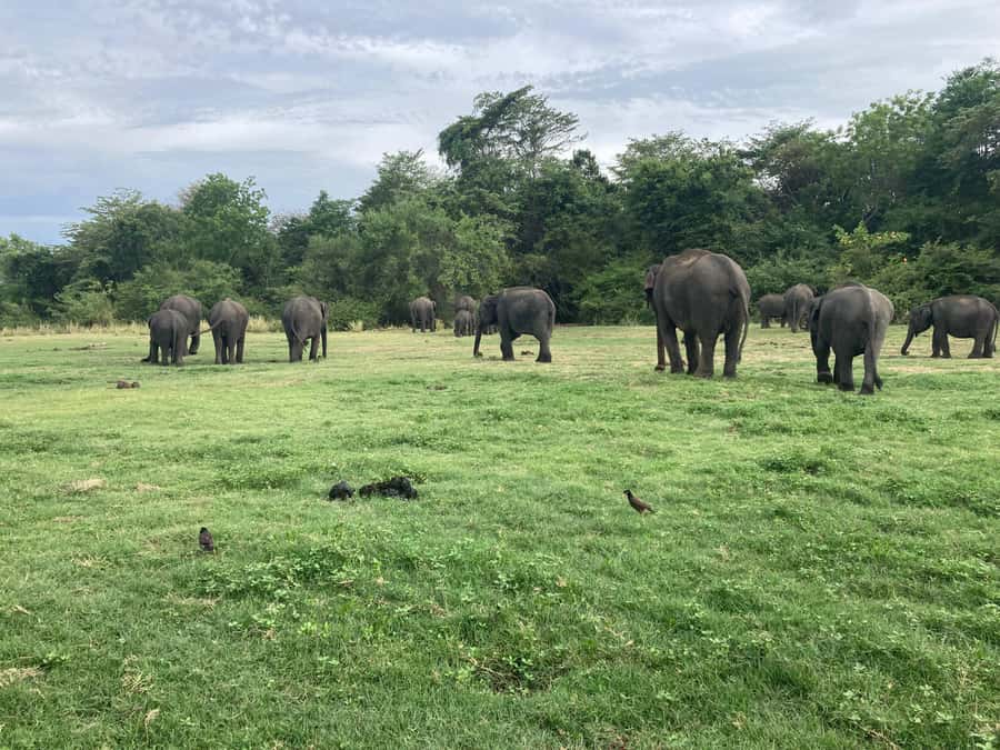 Minneriya National Park 4x4 jeep Safari Include Entrance Fee - Photography stops are part of the value