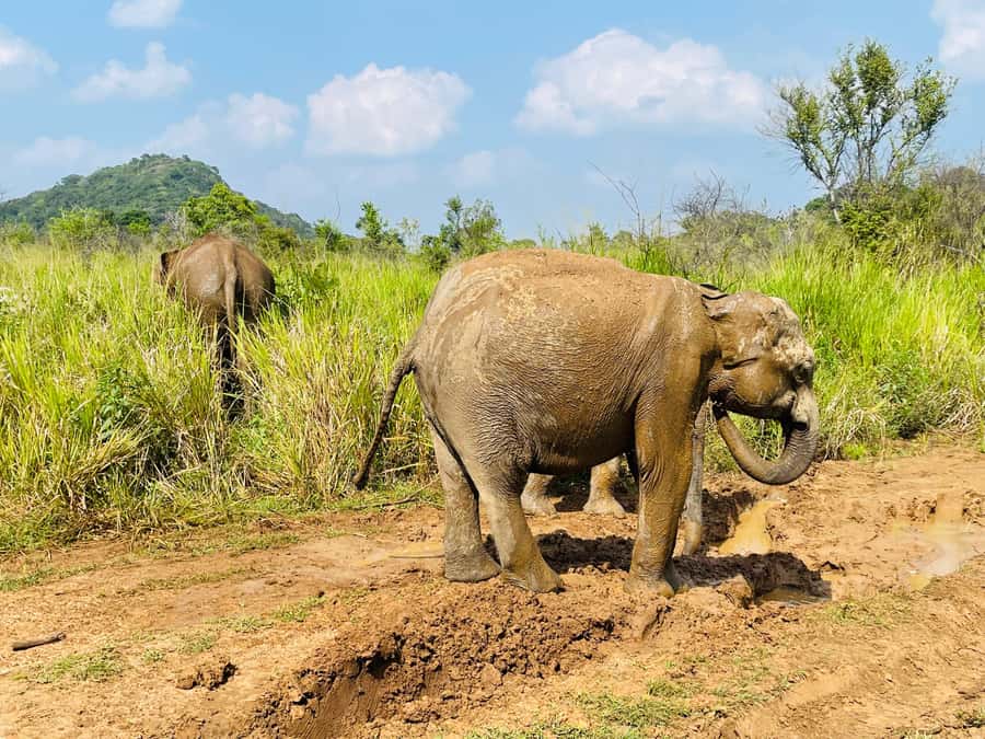 Minneriya National Park 4x4 jeep Safari Include Entrance Fee - The elephant experience is powerful, but never guaranteed