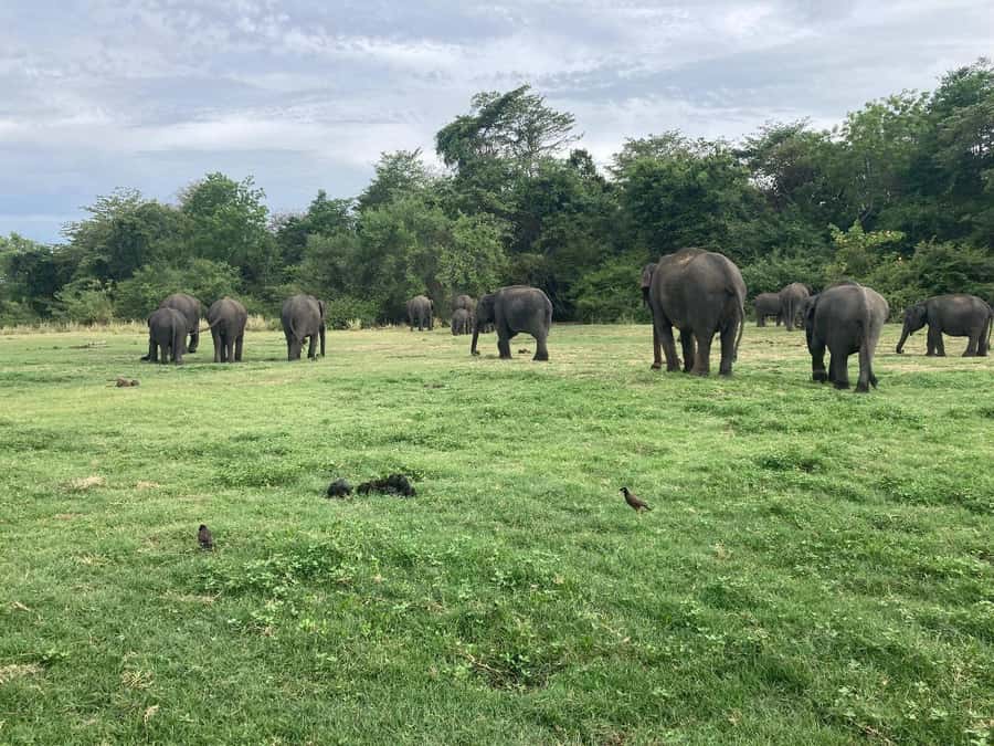 Minneriya National Park 4x4 jeep Safari Include Entrance Fee - Is $120 per person good value?