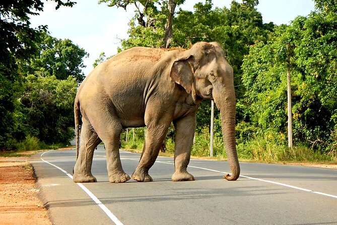 Minneriya National Park Elephant Safari - Key points at a glance