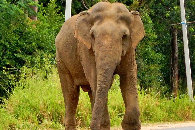Minneriya National Park Elephant Safari - Why this safari belongs on a Sigiriya itinerary