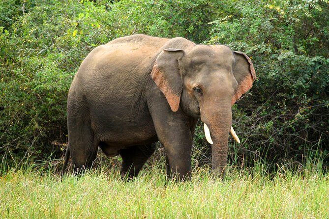 Minneriya National Park Elephant Safari - When the safari works best for your plans