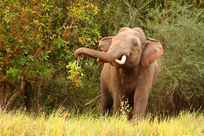 Minneriya National Park Elephant Safari - How this safari compares with a do-it-yourself visit