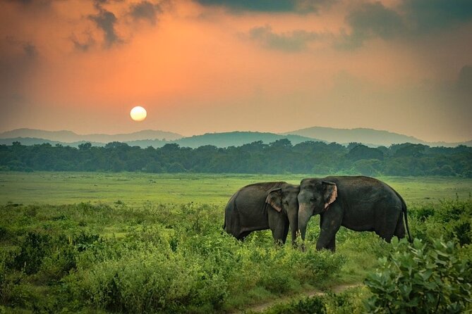 Minneriya National Park Elephant Safari from Sigiriya - Key points at a glance
