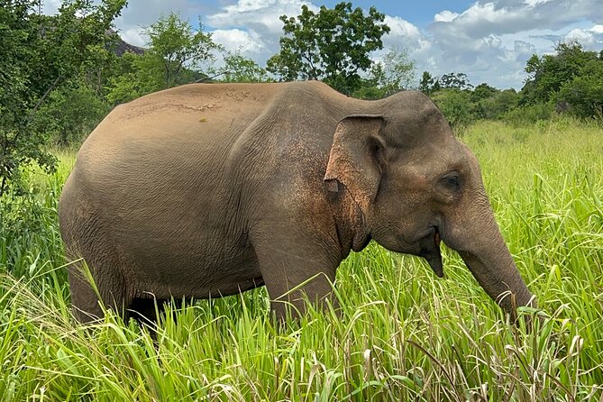 Minneriya National Park Elephant Safari from Sigiriya - Why Minneriya is a strong choice near Sigiriya
