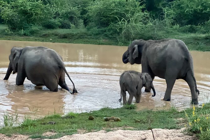 Minneriya National Park Elephant Safari from Sigiriya - The real price: $35 plus admission