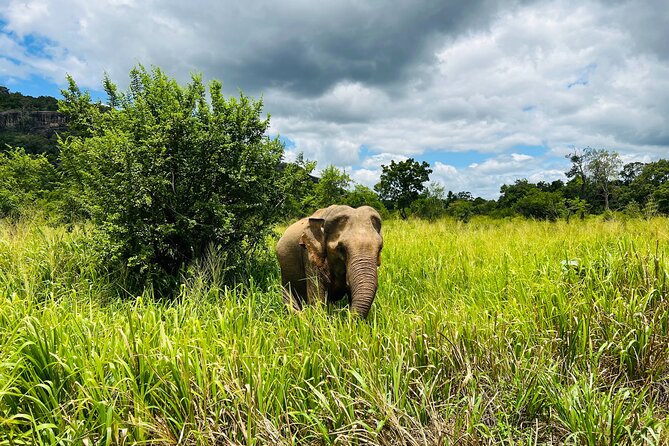 Minneriya National Park Elephant Safari Tour - Key things to know before booking