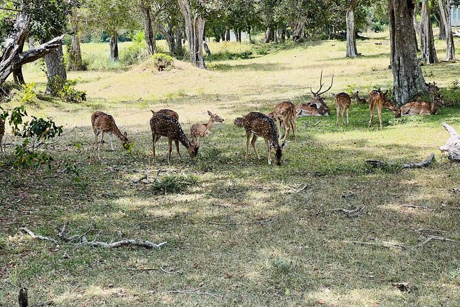 Minneriya National Park Elephant Safari Tour - Hurulu Eco Park for a more wooded setting
