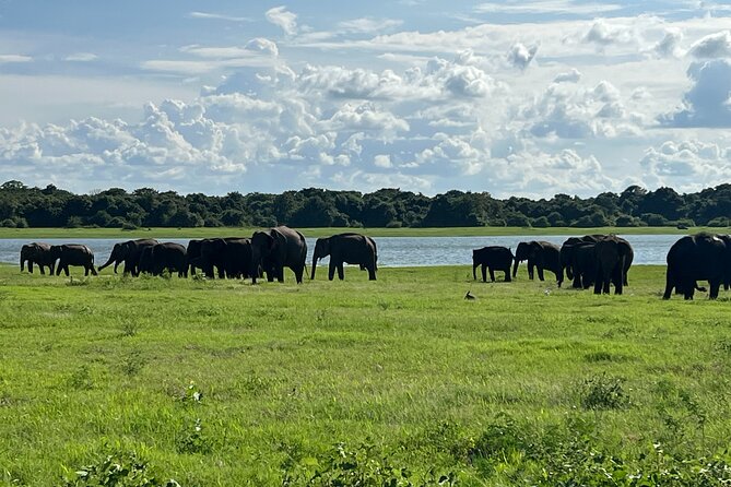 Minneriya National Park Elephant Safari Tour - What the $45 price really covers