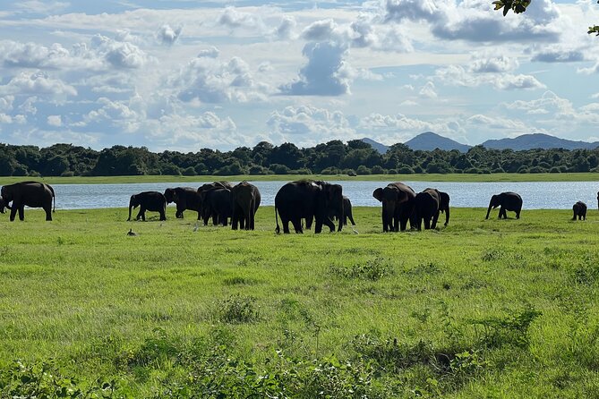 Minneriya National Park Elephant Safari Tour - Timing, comfort, and what to bring
