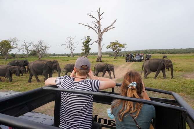 Minneriya National Park Half Day Elephant Safari - Elephants up close, but on their terms