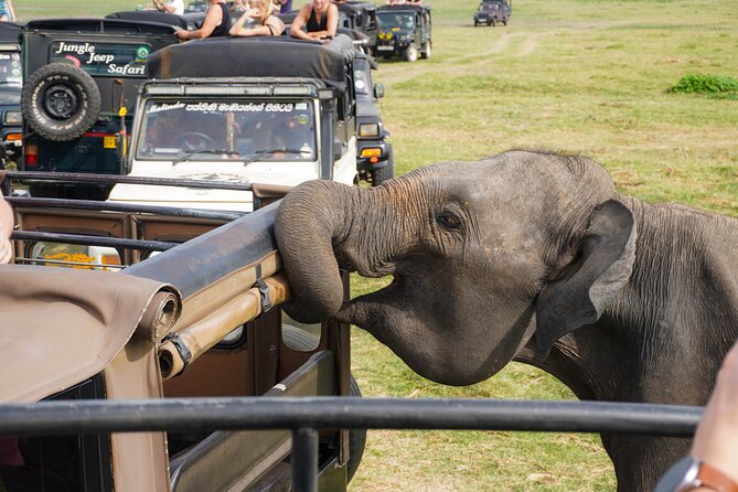 Minneriya National Park Half Day Elephant Safari - Who will enjoy this safari most?