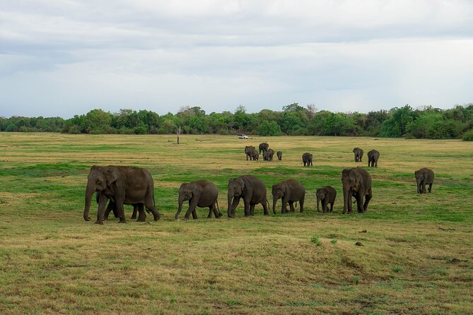 Minneriya National Park Half Day Elephant Safari - Beyond elephants: deer, monkeys, buffalo, and birds