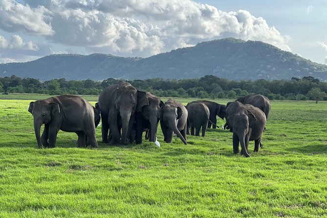 Minneriya National Park halfday Safari - Key points before you book