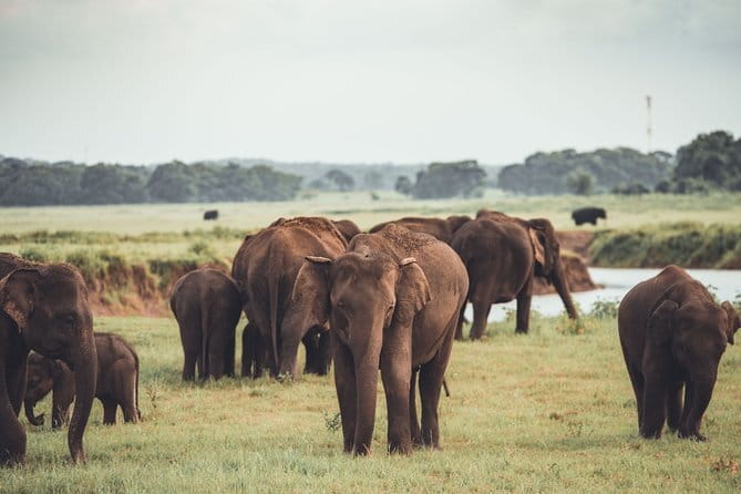 Minneriya National Park | Private Safari - Why Minneriya Attracts So Many Elephants