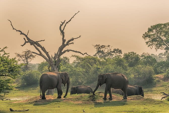 Minneriya National Park | Private Safari - Starting at 2:30 pm in Habarana