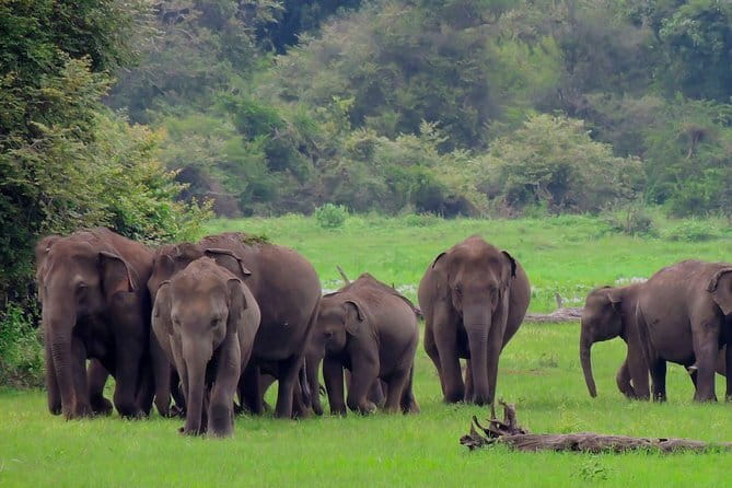 Minneriya National Park | Private Safari - The Elephant Gathering Near the Reservoir