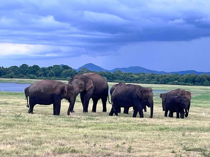 Minneriya National Park : Private Safari - Should you book the Minneriya private safari?