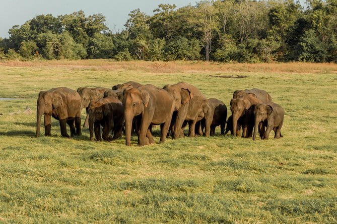 Minneriya National Park : Private Safari - The 2:30 pm start and what the afternoon gives you