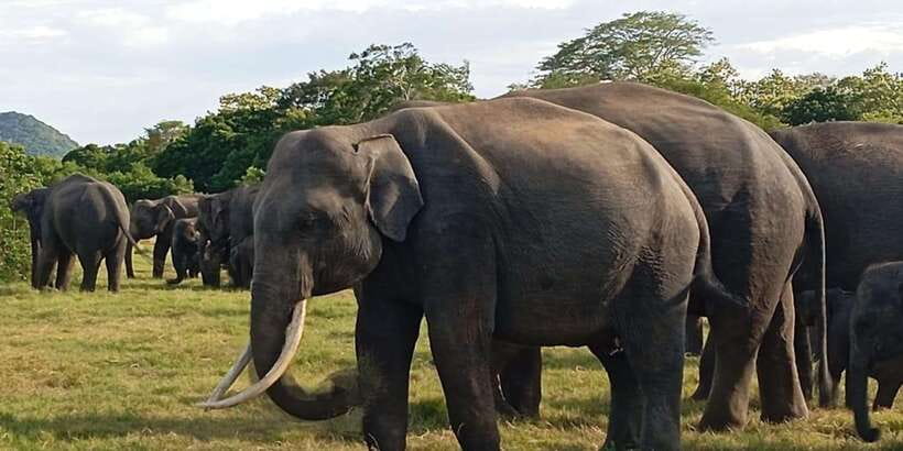 Minneriya National Park Safari - Entrance Fee Included - Booking details worth checking before you go