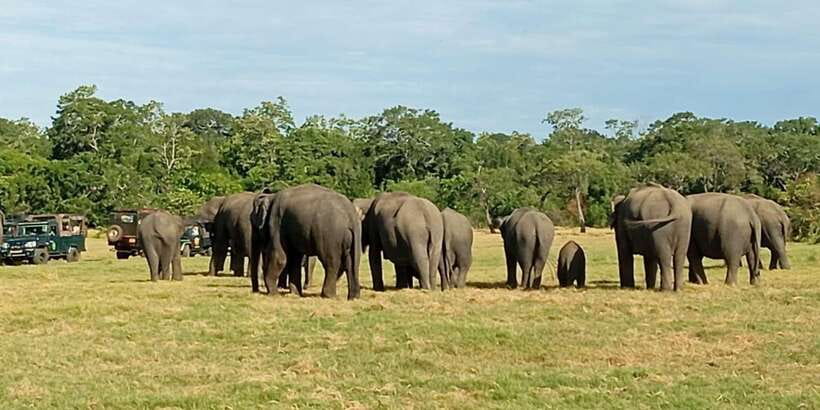 Minneriya National Park Safari - Entrance Fee Included - Pickup from Sigiriya, Habarana, Dambulla, and nearby towns
