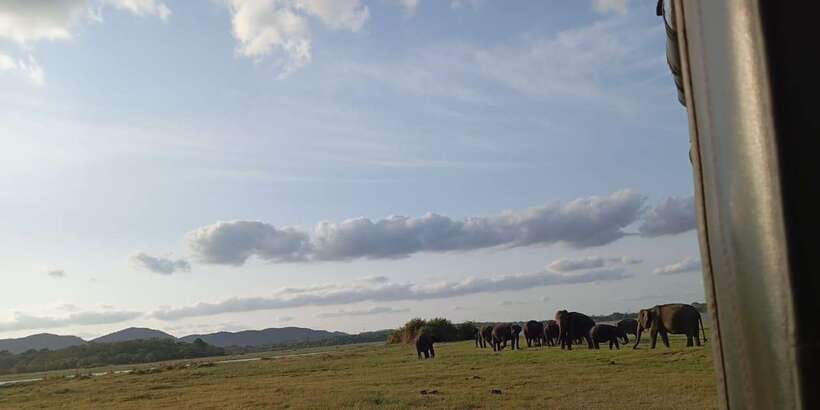 Minneriya National Park Safari - Entrance Fee Included - Inside Minneriya National Park for 3.5 hours
