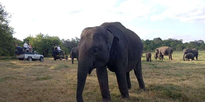 Minneriya National Park Safari - Entrance Fee Included - Elephant viewing around Minneriya Tank