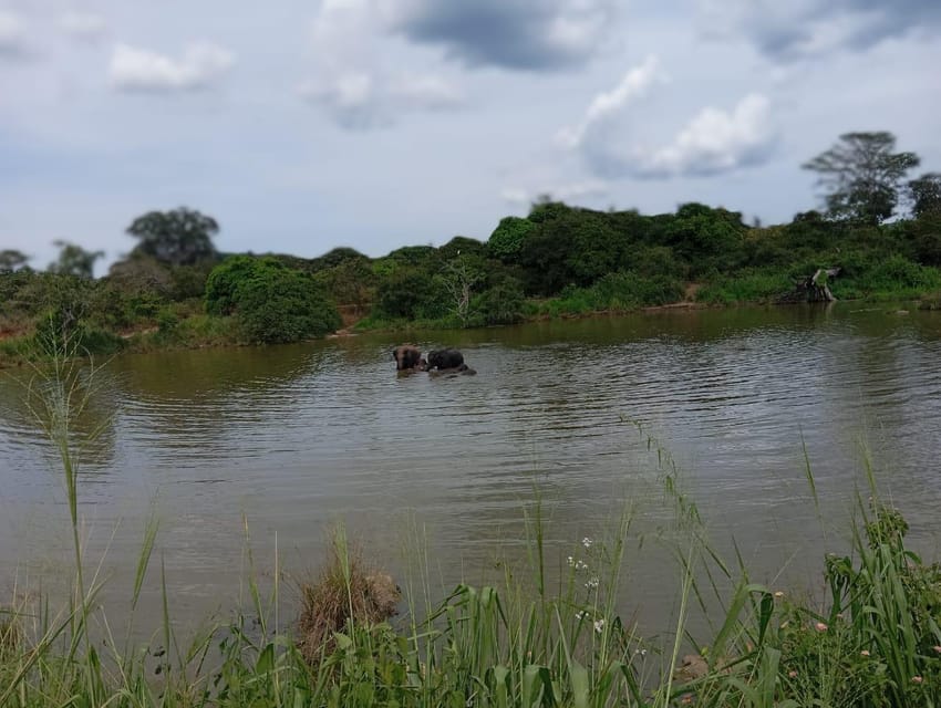 Minneriya National Park Safari - Entrance Fee Included - Beyond elephants: deer, leopards, and birdlife