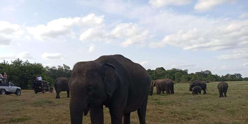 Minneriya National Park Safari - Entrance Fee Included - Rain, timing, and realistic safari expectations