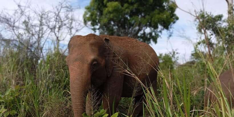Minneriya National Park Safari - Entrance Fee Included - Who will enjoy this safari most