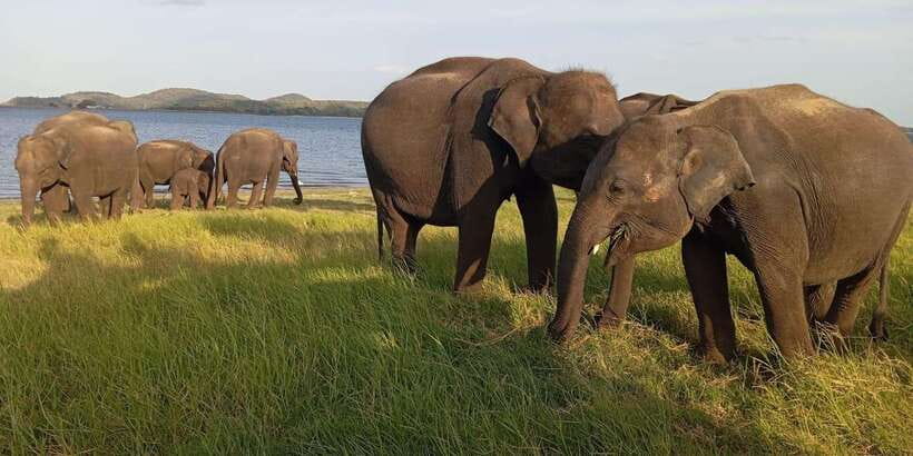 Minneriya National Park Safari - Entrance Fee Included - The 4x4 ride and what the four hours really mean