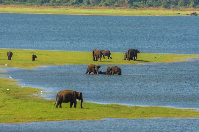 Minneriya National Park Safari from Habarana - Key points before you book