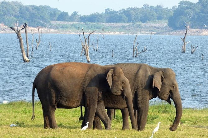 Minneriya National Park Safari from Habarana - Why Minneriya works so well for an elephant safari