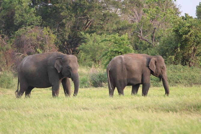 Minneriya National Park Safari from Habarana - The elephant sightings you can reasonably hope for
