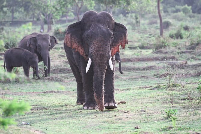 Minneriya National Park Safari from Habarana - A private jeep, but not a private park