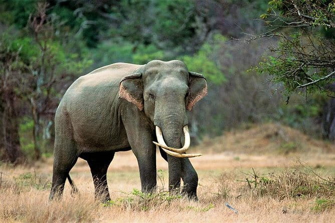 Minneriya National Park Safari from Habarana - What the guide adds to the experience