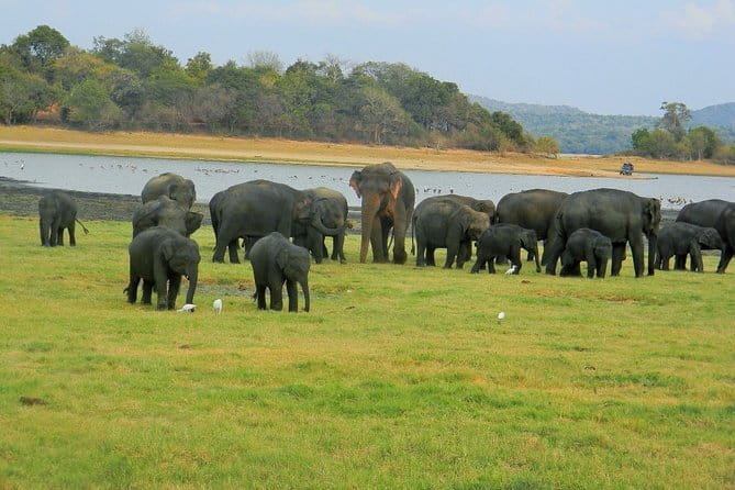 Minneriya National Park Safari | Jeep with Tickets - Why the Elephant Gathering makes this safari special