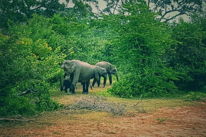 Minneriya National Park Safari | Jeep with Tickets - Minneriya’s wetlands, scrub, and rocky ground