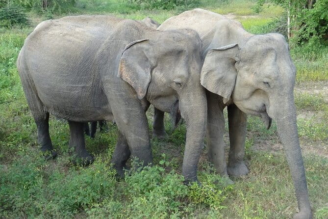 Minneriya National Park Safari | Jeep with Tickets - Who will enjoy this private safari most