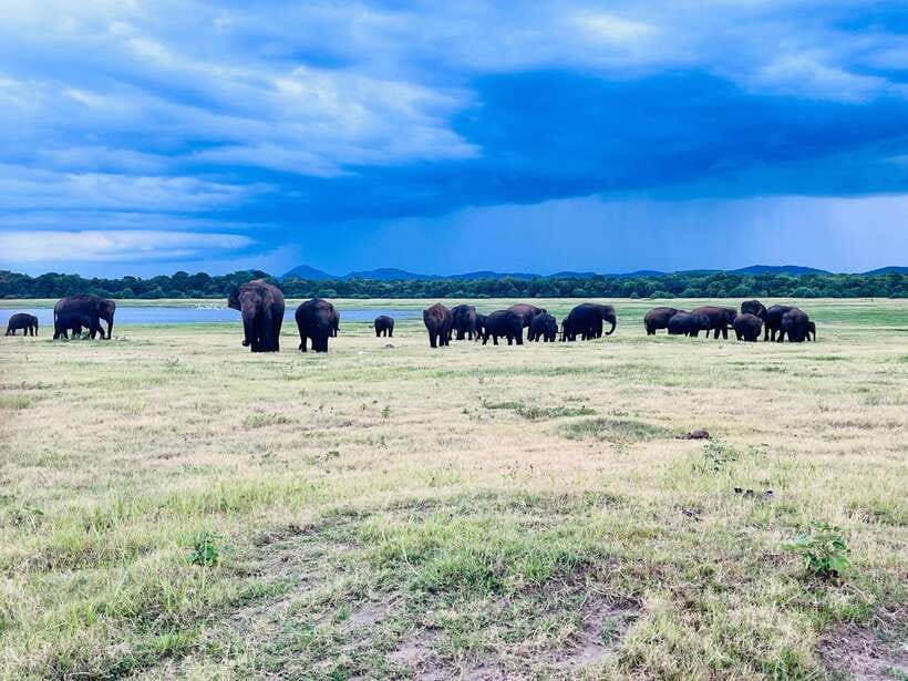 Minneriya National Park : Safari Jeep with Tickets - Who will enjoy this safari most?