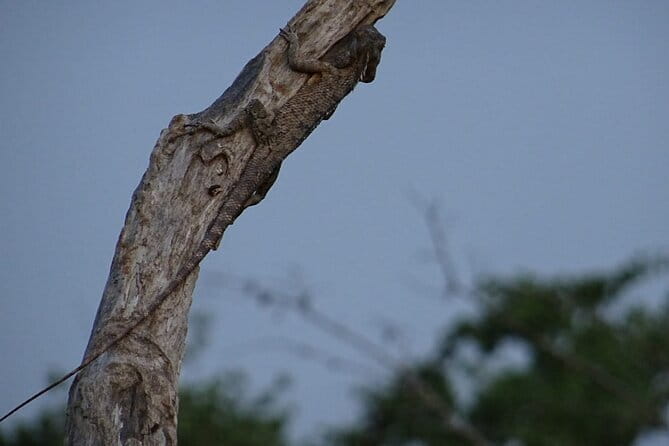 Minneriya National Park : Safari Jeep with Tickets - The 2:30 pm start and nearby pickup