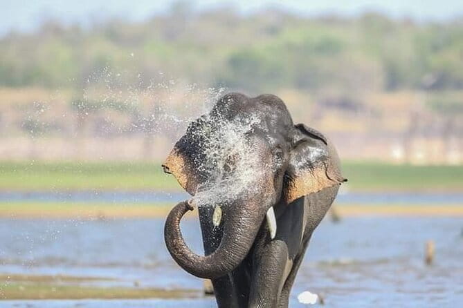 Minneriya National Park Safari [private , full package] - Why Minneriya is famous for elephant watching