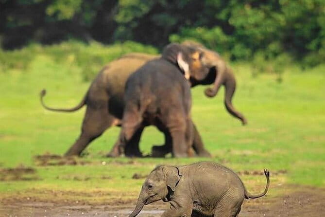 Minneriya National Park Safari [private , full package] - What the three-hour safari feels like