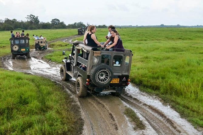 Minneriya National Park Safari [private , full package] - The best time to choose
