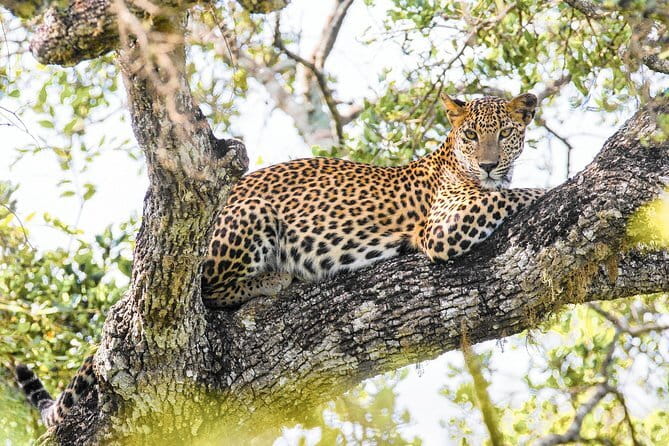 Minneriya National Park Safari [private , full package] - Crowds, animal distance, and responsible viewing