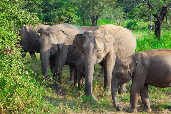 Minneriya National Park Safari [private , full package] - Who should book this safari