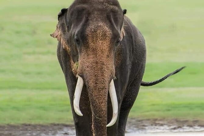 Minneriya National Park Safari [private , full package] - A private Jeep ride from Dambulla